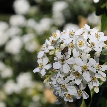 Coccinella, Relax Sul * Ranco
